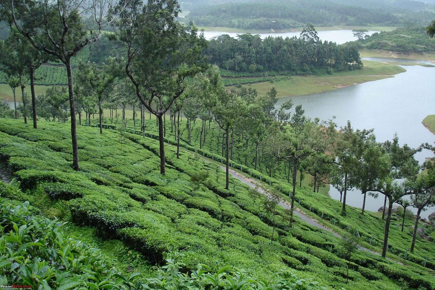 Picture 1 for Activity Munnar Private Day Trip