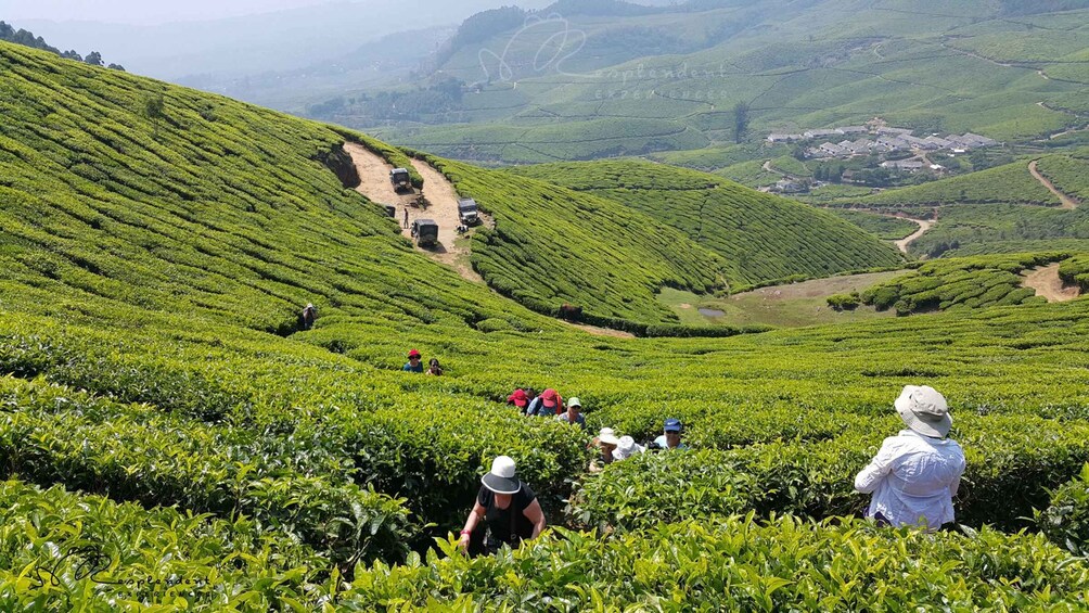 Picture 5 for Activity Munnar Private Day Trip