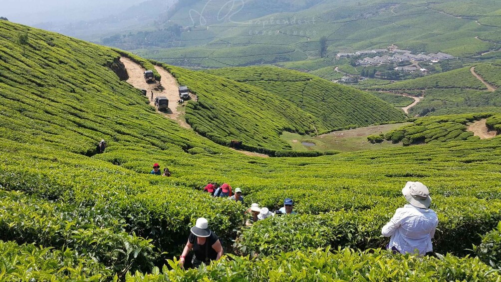 Picture 5 for Activity Munnar Private Day Trip