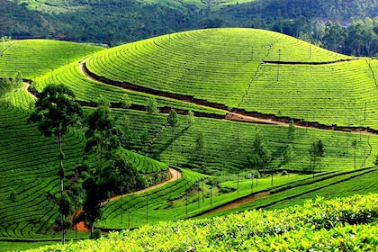 Excursion privée d'une journée à Munnar