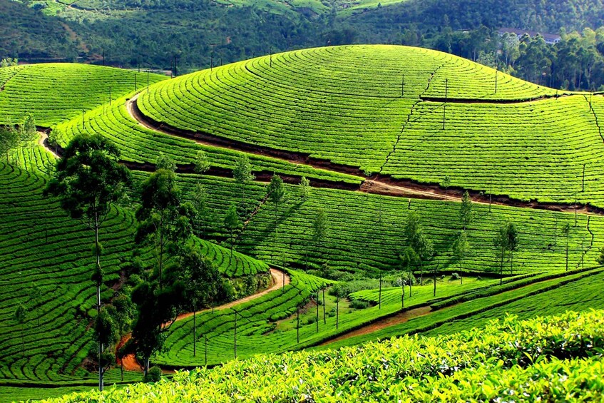 Munnar Private Day Trip