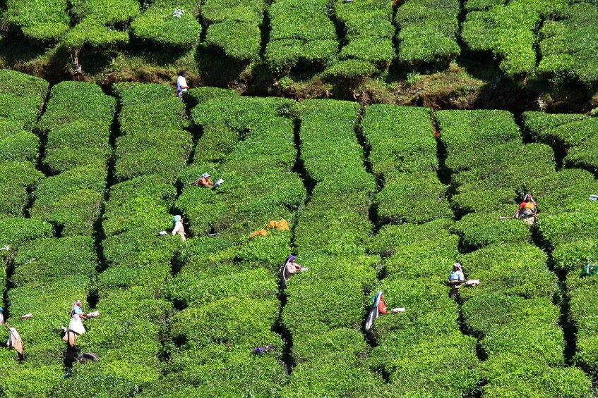 Picture 8 for Activity Munnar Private Day Trip