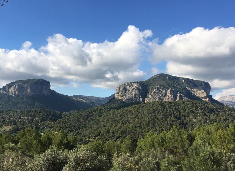 Picture 7 for Activity Mallorca: Full-Day Winery Small Group Tour