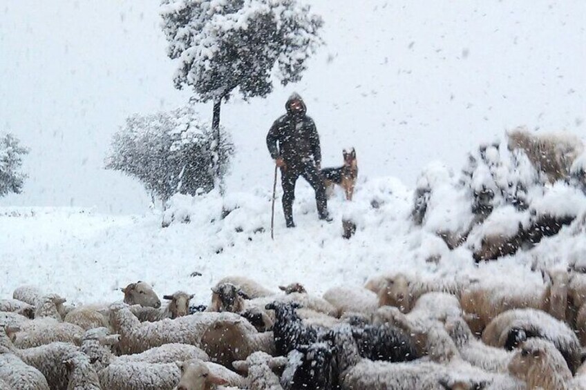 Full-Day Tour in Psiloritis with the Local Shepherds