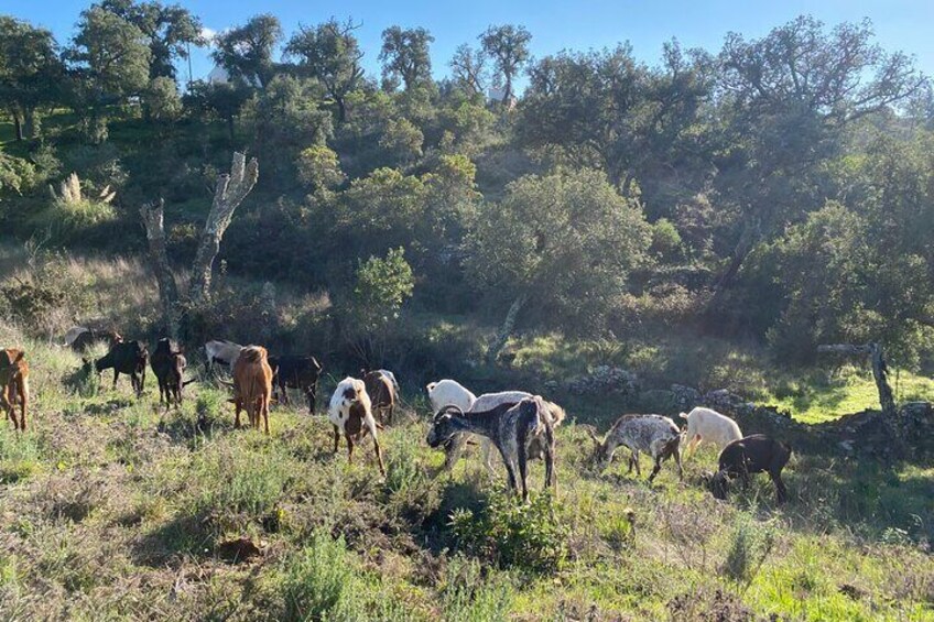 Walk in the Hills with Goat Herder-Local Honey, Wine and Cheese Tasting