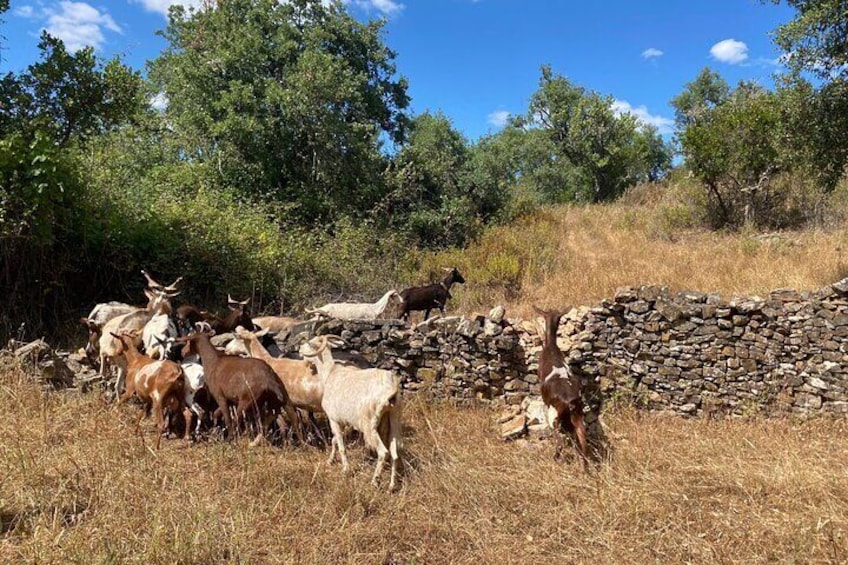 Walk in the Hills with Goat Herder-Local Honey, Wine and Cheese Tasting