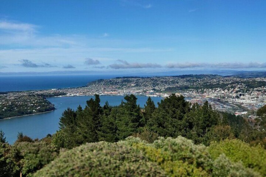 Dunedin From Signal Hill