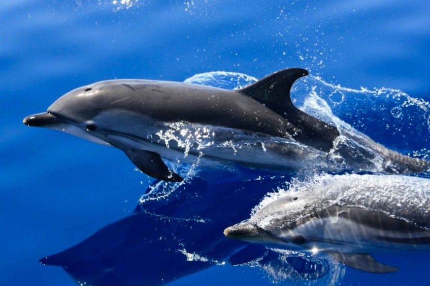 Picture 4 for Activity Lanzarote: Lobos Island Half-Day Dolphin Watching Trip