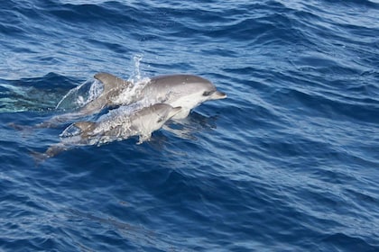 Lanzarote: Halvdagstur med delfinskådning på Lobos Island