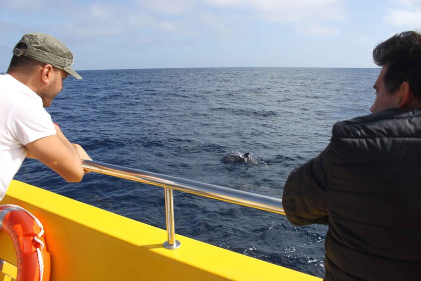 Picture 5 for Activity Lanzarote: Lobos Island Half-Day Dolphin Watching Trip