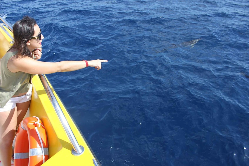 Picture 3 for Activity Lanzarote: Lobos Island Half-Day Dolphin Watching Trip