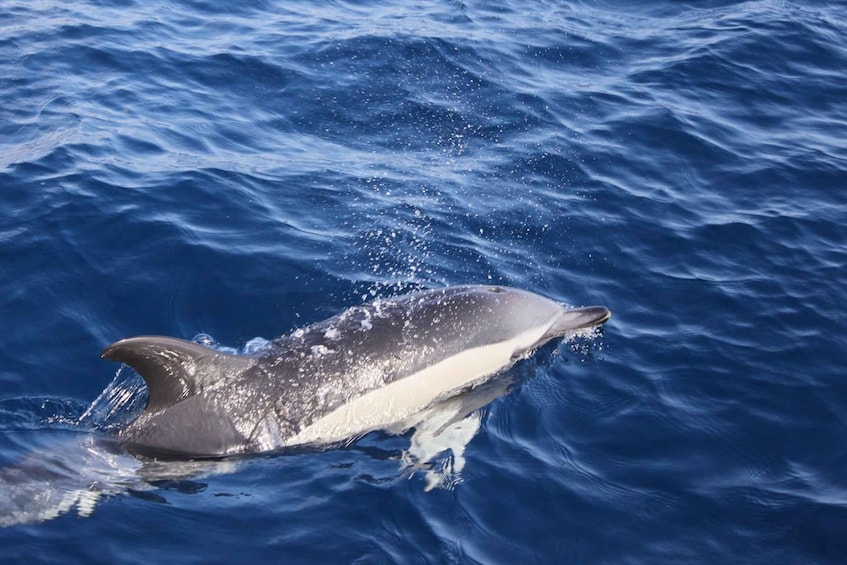 Picture 6 for Activity Lanzarote: Lobos Island Half-Day Dolphin Watching Trip