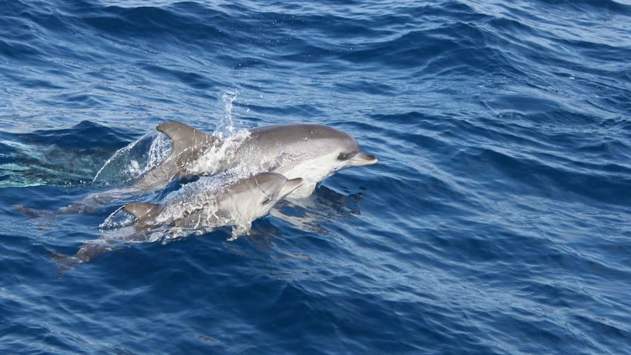 Lanzarote: Lobos Island Half-Day Dolphin Watching Trip