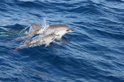 Lanzarote: Halvdagstur med delfinsafari på øya Lobos