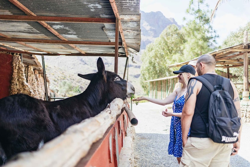 Picture 11 for Activity Gran Canaria: Camel Ride Safari w/ Optional Food & Transport