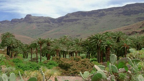 Gran Canaria: kameliratsastus safari w/ valinnainen ruoka ja kuljetus