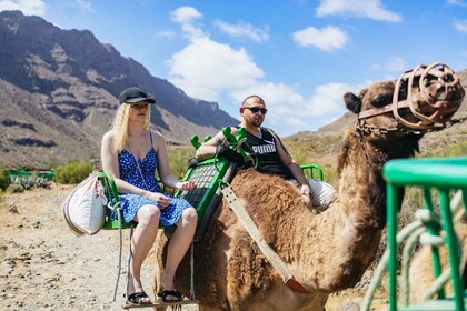 Gran Canaria: Kamelridningssafari med valfri mat och transport