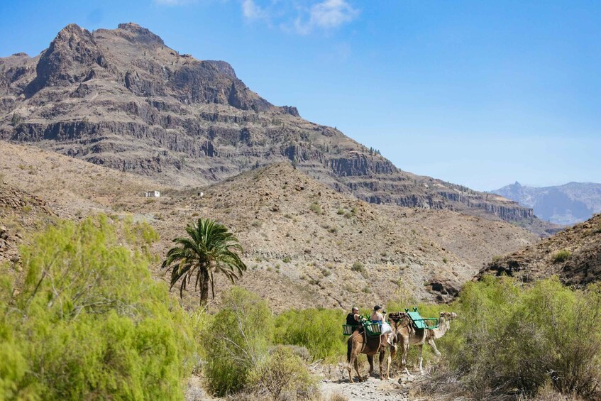 Picture 14 for Activity Gran Canaria: Camel Ride Safari w/ Optional Food & Transport