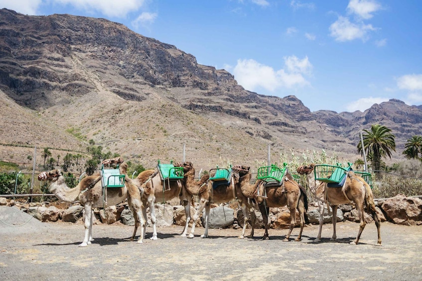 Picture 13 for Activity Gran Canaria: Camel Ride Safari w/ Optional Food & Transport