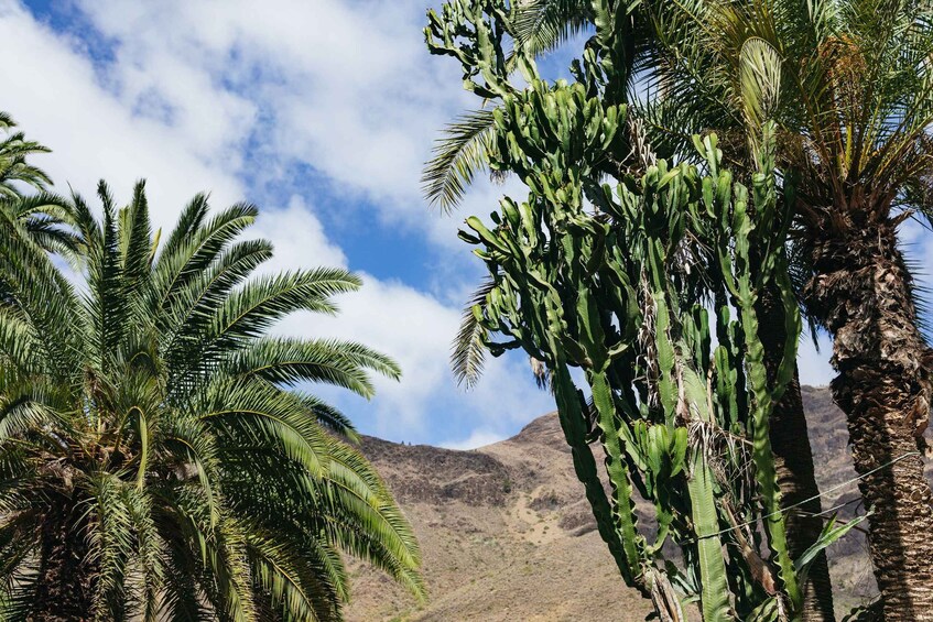 Picture 8 for Activity Gran Canaria: Camel Ride Safari w/ Optional Food & Transport