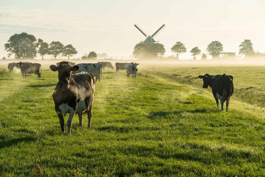 Picture 10 for Activity Groningen: Walking Tour with Audio Guide on App