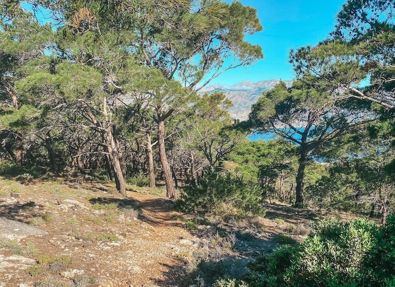 Picture 4 for Activity Pigadia: Agia Kyriaki Guided Hike with Coffee/Tea and Raki