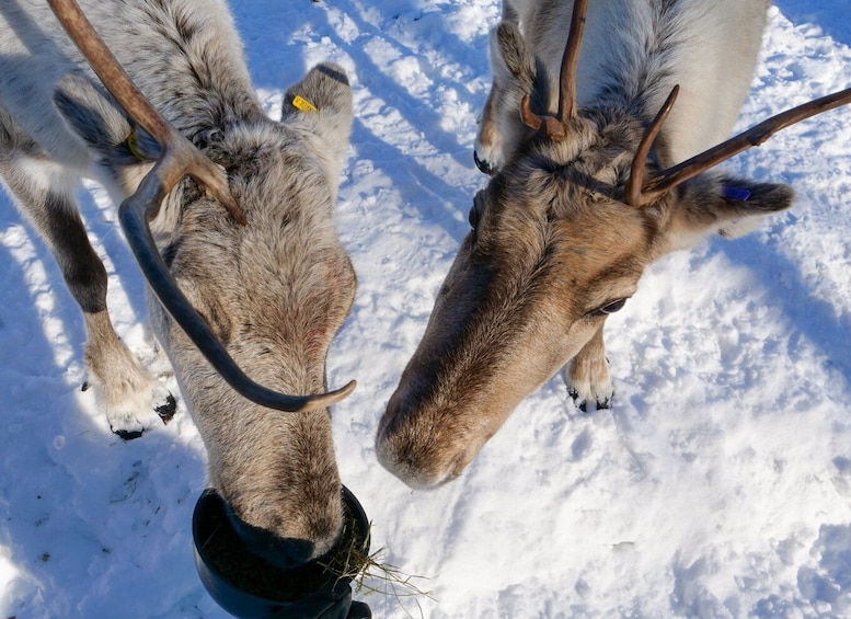 Inari: Sami Culture, Reindeer Farm Visit, and Campfire Lunch