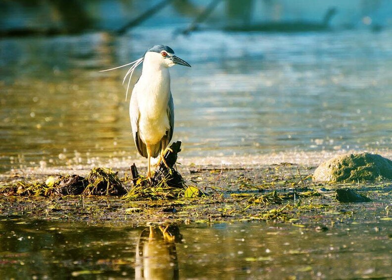 Picture 7 for Activity From Thessaloniki: Private Day Trip to Kerkini Lake