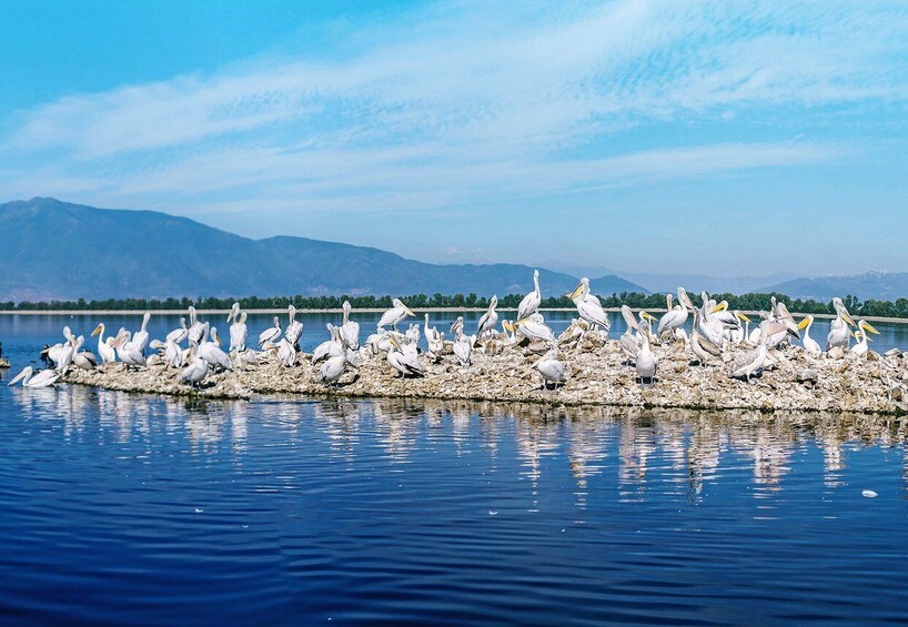 Picture 5 for Activity From Thessaloniki: Private Day Trip to Kerkini Lake