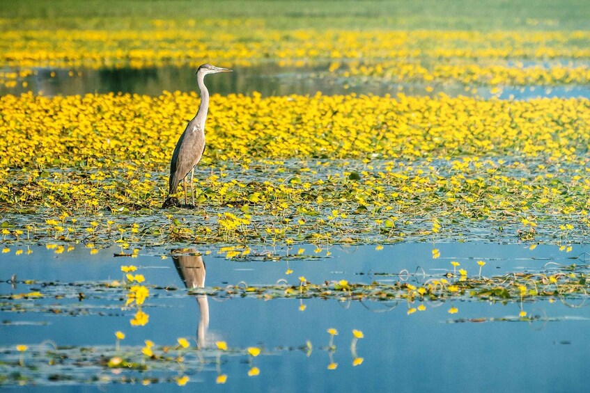 Picture 1 for Activity From Thessaloniki: Private Day Trip to Kerkini Lake