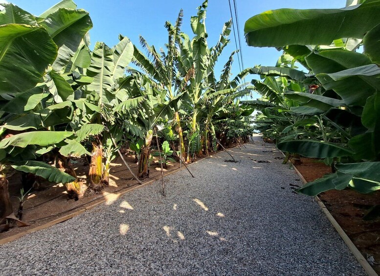 Picture 2 for Activity Gran Canaria: Banana World Guided Tour & Tasting