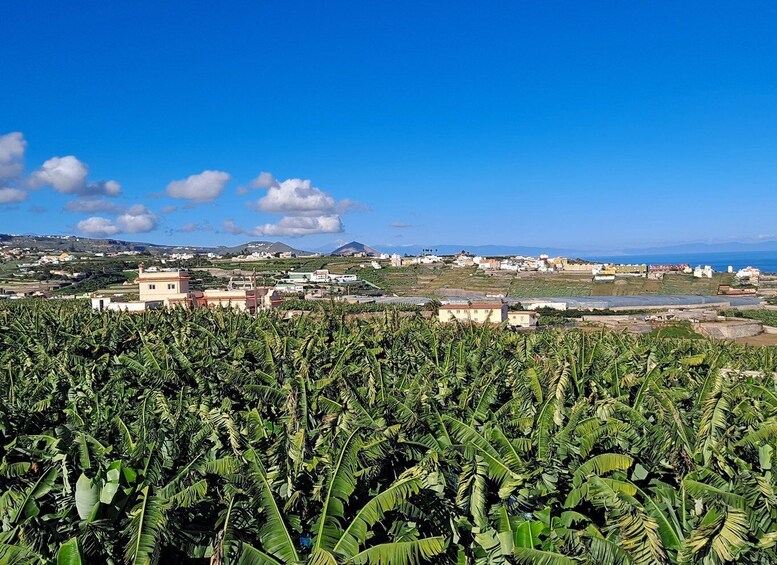 Picture 3 for Activity Gran Canaria: Banana World Guided Tour & Tasting