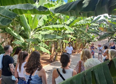 Gran Canaria: Banana World Guided Tour & Tasting