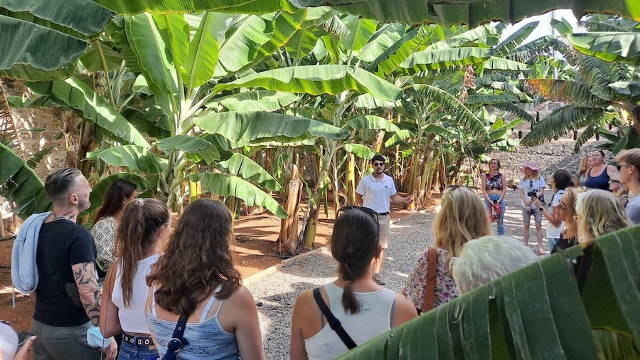 Gran Canaria: Banana World Guided Tour & Tasting