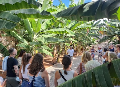 Gran Canaria: Banana World Guided Tour & Tasting