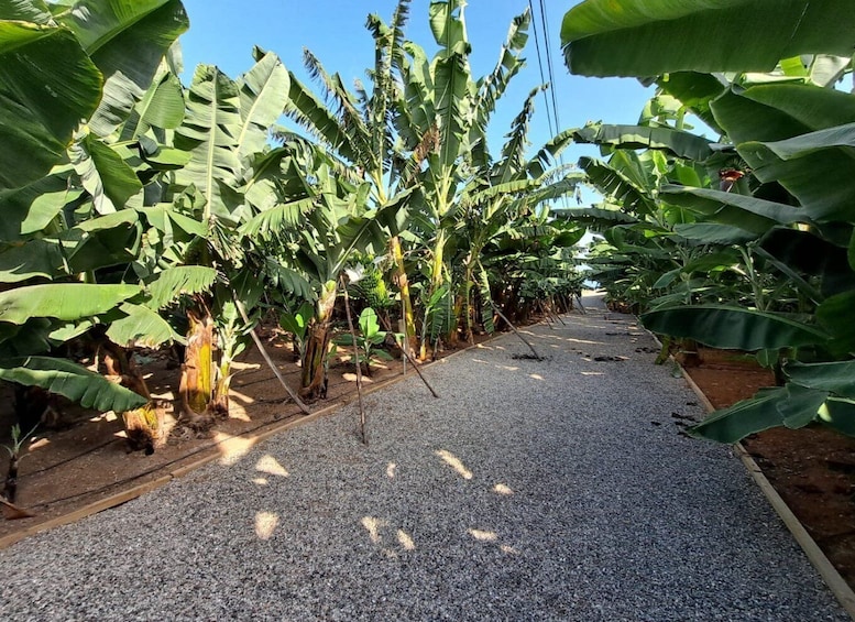 Picture 2 for Activity Gran Canaria: Banana Plantation Guided Tour & Tasting