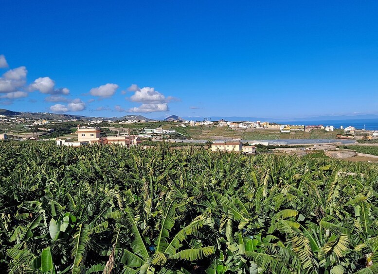 Picture 3 for Activity Gran Canaria: Banana World Guided Tour & Tasting