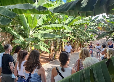 Gran Canaria: Banana Plantation Guided Tour & Tasting