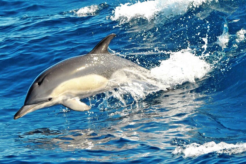 Picture 2 for Activity Fuerteventura: Magic Catamaran Trip with Food and Drinks