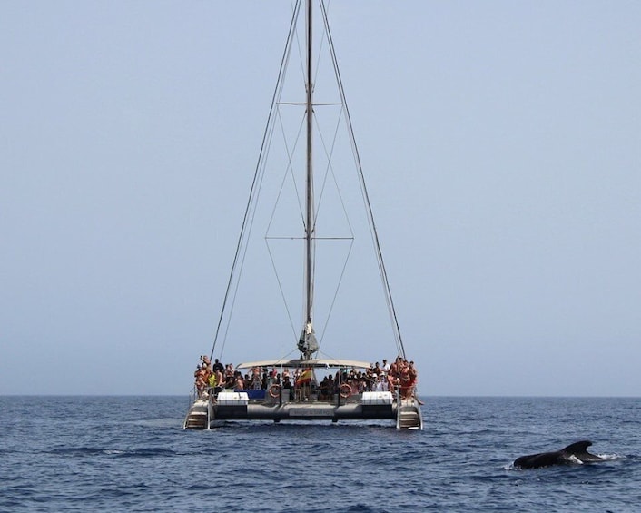 Picture 4 for Activity Fuerteventura: Magic Catamaran Trip with Food and Drinks