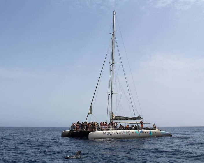 Picture 5 for Activity Fuerteventura: Magic Catamaran Trip with Food and Drinks