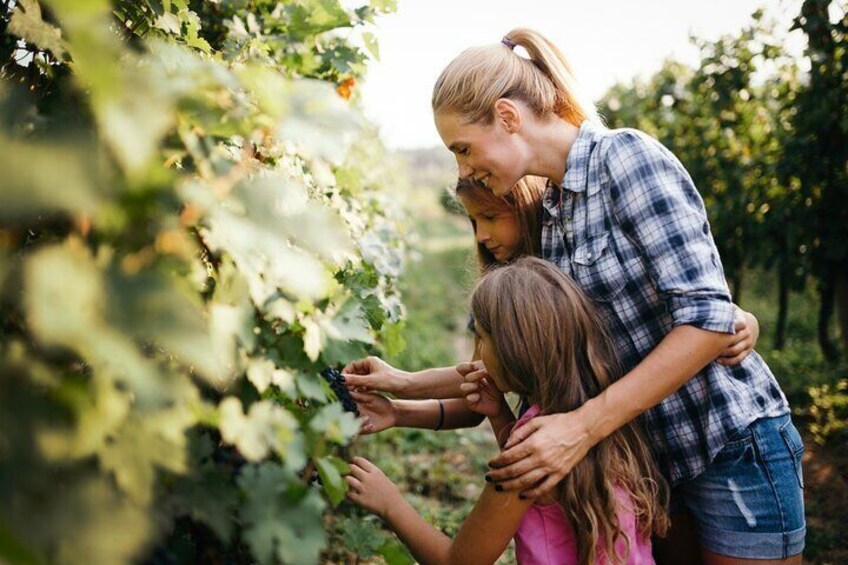 Chianti Wine Tasting & Siena Private Guided Tour from Florence