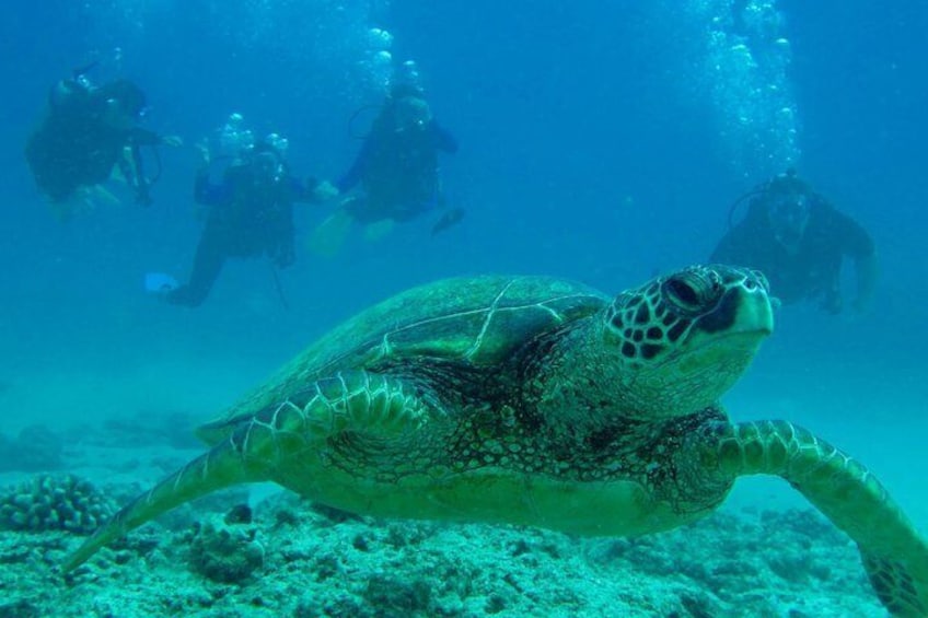 Hawaiian Green Sea Turtles can live up to 80 years.