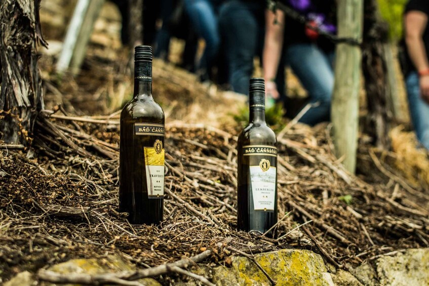 Picture 4 for Activity Stuttgart: Vineyard Tour by Covered Wagon