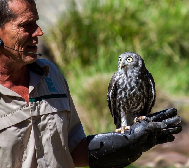 Picture 2 for Activity Melbourne: Healesville Sanctuary & Phillip Island Tour