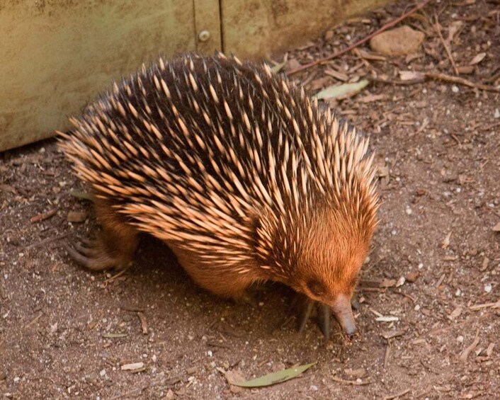 Picture 7 for Activity Melbourne: Healesville Sanctuary & Phillip Island Tour