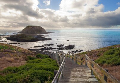 Melbourne: recorrido por el santuario de Healesville y Phillip Island