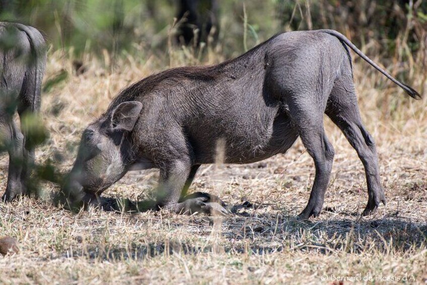 A Private white Rhino Game drive plus short Walk