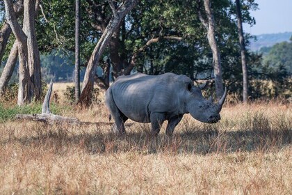 A Private White Rhino Game Drive plus short Walking Safari