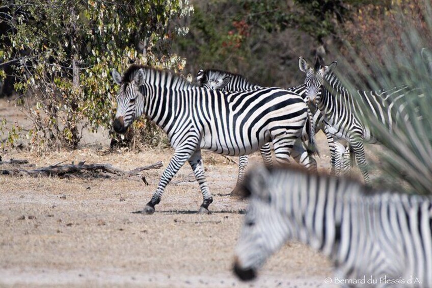 A Private white Rhino Game drive plus short Walk safari